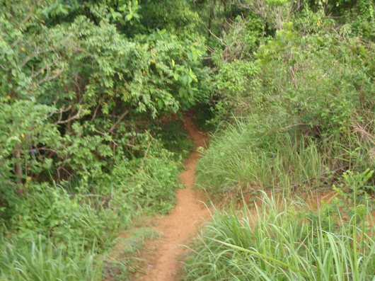 Trail leading to forested area